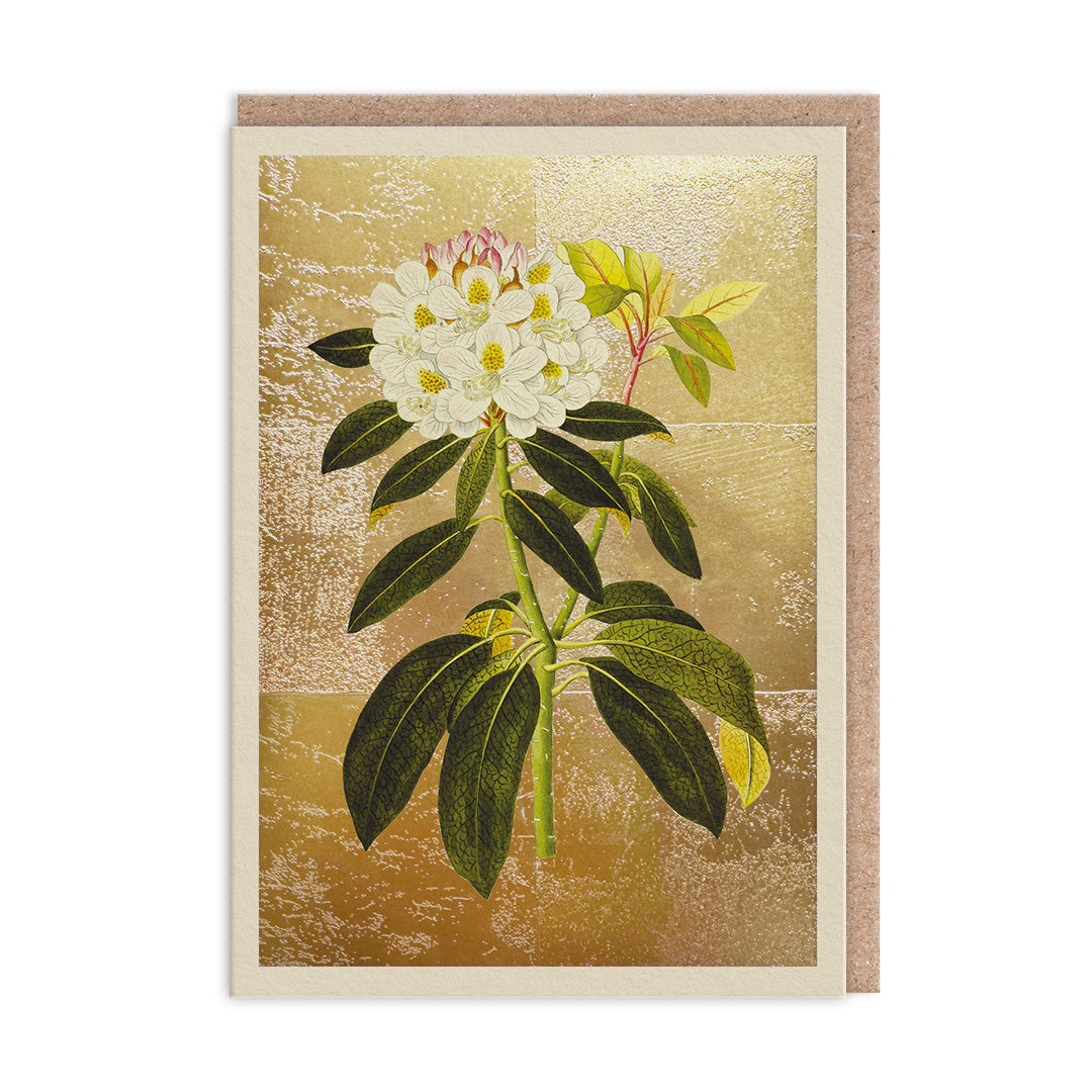 Rhododendron Greeting Card by Ohh Deer